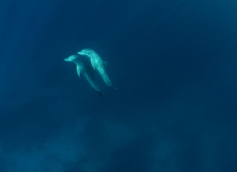 GWD PTerre Tursiops truncatus 29 mai 2011_006.jpg